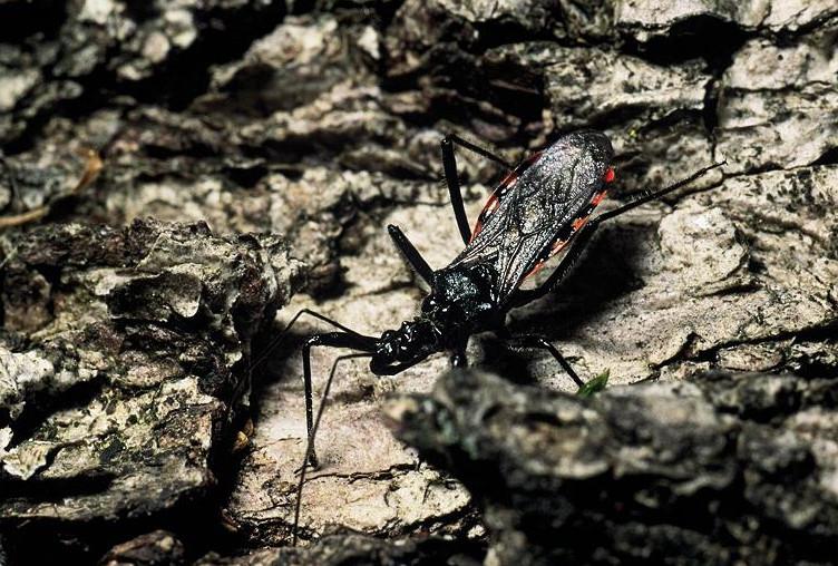 Reduviidae: due Sphedanolestes della Francia meridionale